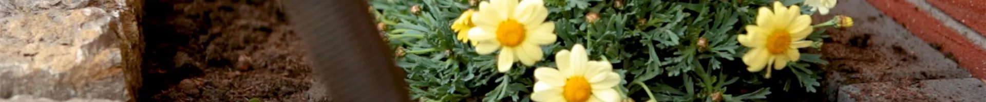Strauchmargerite - Einpflanzen im Garten (Thumbnail).jpg