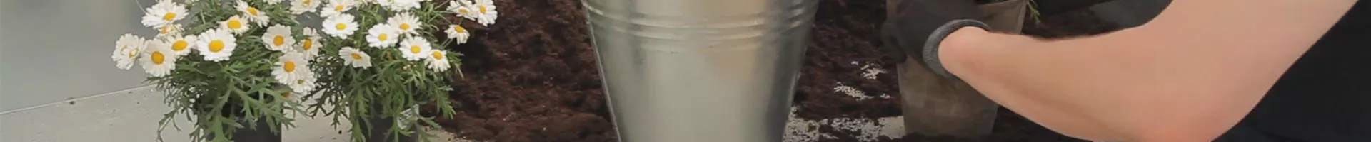 Mageriten - Einpflanzen in ein Gefäß (thumbnail).jpg