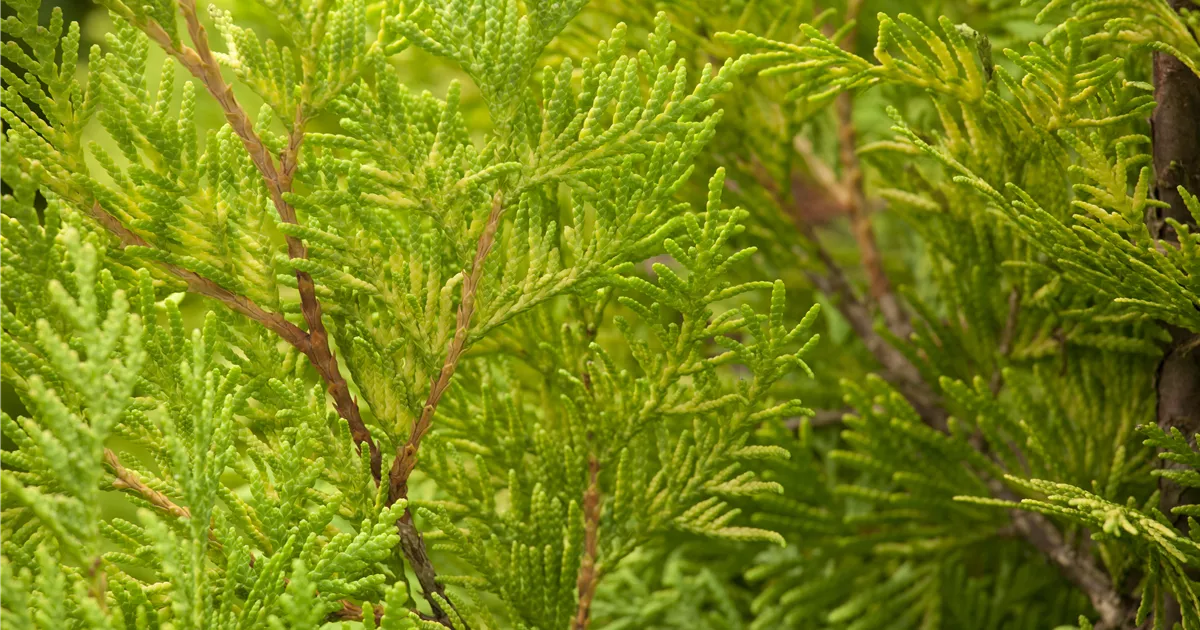 lebensbaum hecke thuja Lebensbaum Thuja occidentalis Smaragd 120-140 cm Höhe Ballenware main image 1