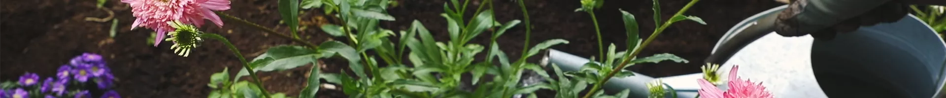 Sonnenhut - Einpflanzen im Garten (thumbnail).jpg