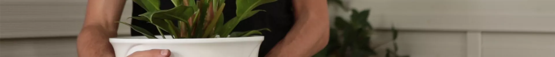 Philodendron - Einpflanzen in ein Gefäß (thumbnail).jpg