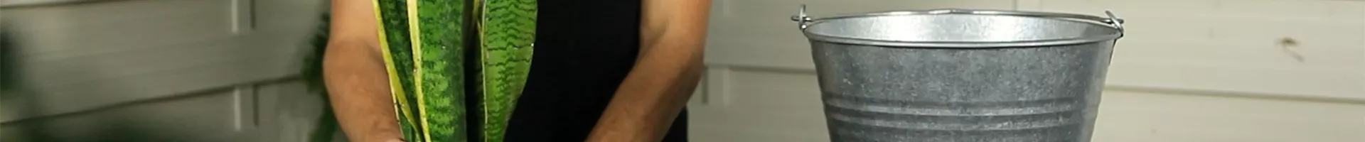 Bogenhanf - Umtopfen (Thumbnail).jpg