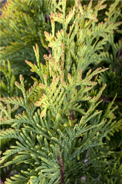 Thuja occidentalis 'Sunkist', Lebensbaum 'Sunkist' - GartenBaumschule Becker