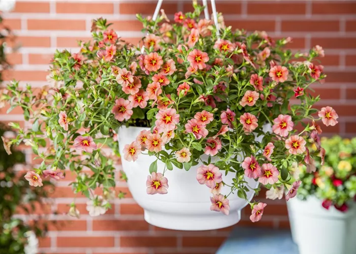 Hanging Baskets, die Alternative zum Beet
