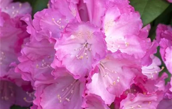 Rhododendron yak.'Polaris'