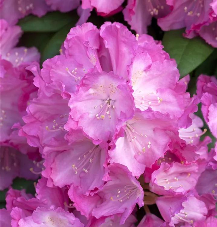 Yaku-Rhododendron 'Polaris'