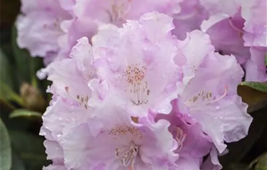 Rhododendron yak.'Silberwolke'