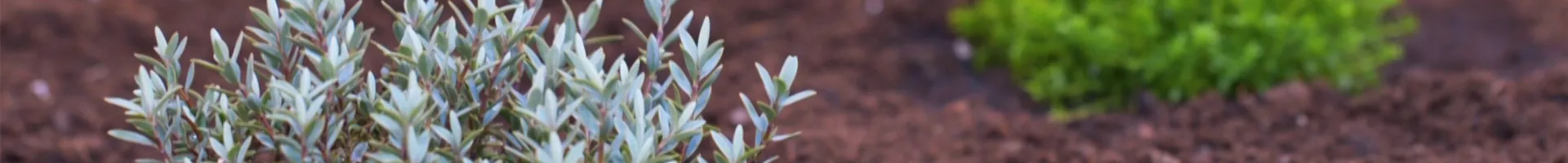 Strauchveronika - Einpflanzen imm Garten (thumbnail).jpg