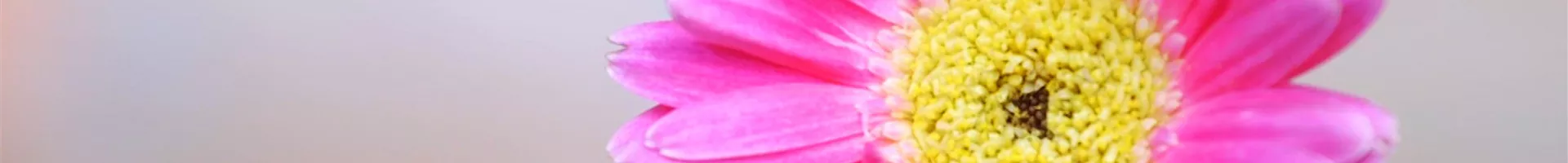 Gerbera -Einpflanzen im Garten (Thumbnail).jpg
