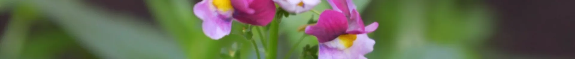 Elfenspiegel - Einpflanzen im Garten (thumbnail).jpg