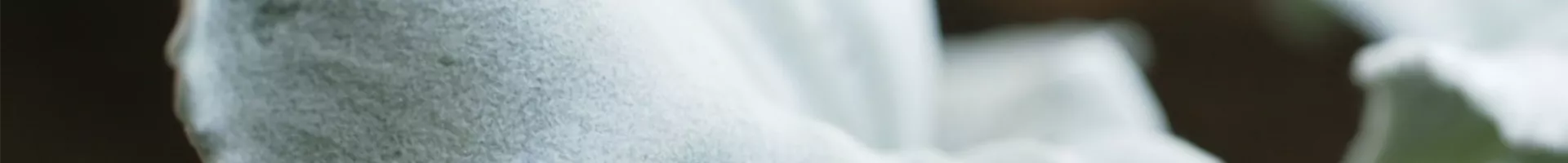 Silberblatt - Einpflanzen im Garten (thumbnail).jpg Silberblatt - Einpflanzen im Garten (thumbnail).jpg