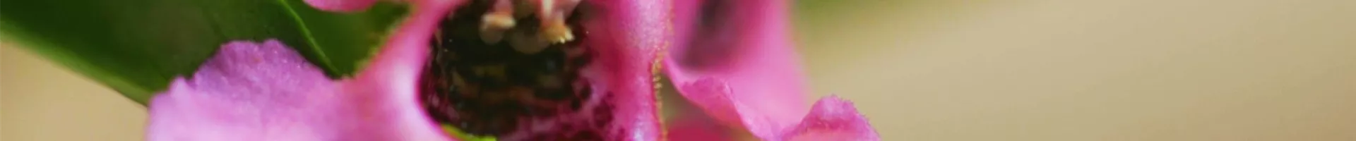 Angelonia - Einplanzen im Garten (thumbnail).jpg