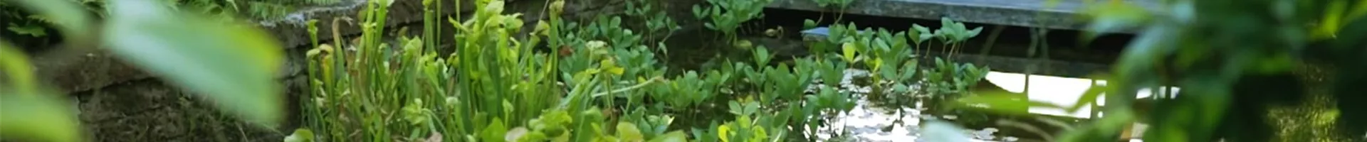 Gartengestaltung- Waldgarten (Thumbnail).jpg Gartengestaltung- Waldgarten (Thumbnail).jpg