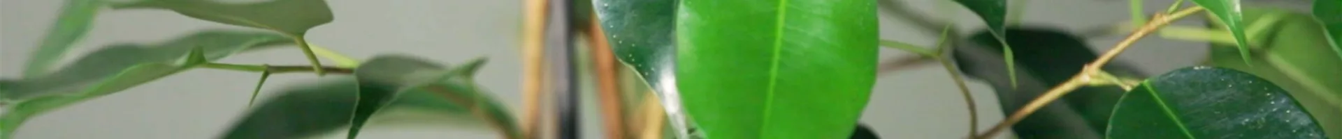 Zimmerpflanzenportrait - Birkenfeige (thumbnail).jpg