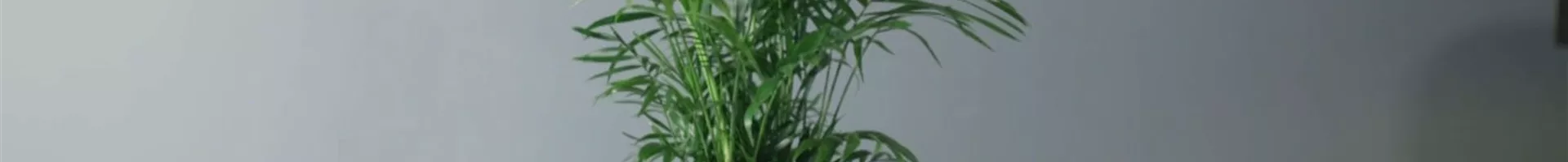 Zimmerpflanzenportrait -Berpalme (Thumbnail).jpg