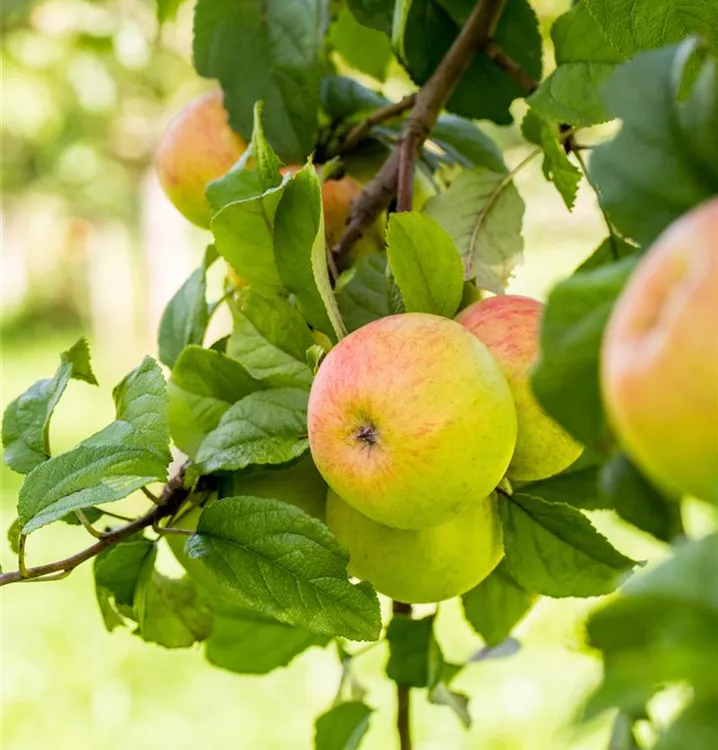 Apfel 'Geheimrat Dr.Oldenburg' mittel