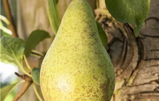 Pyrus com.'Gute Luise v.Avranches' zert.