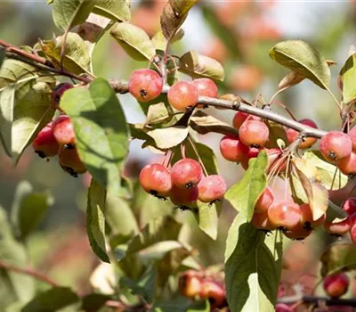 Malus tschonoskii