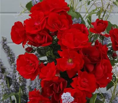 Rosa 'Cayenne' -R- BDR