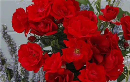 Rosa 'Cayenne' -R- BDR