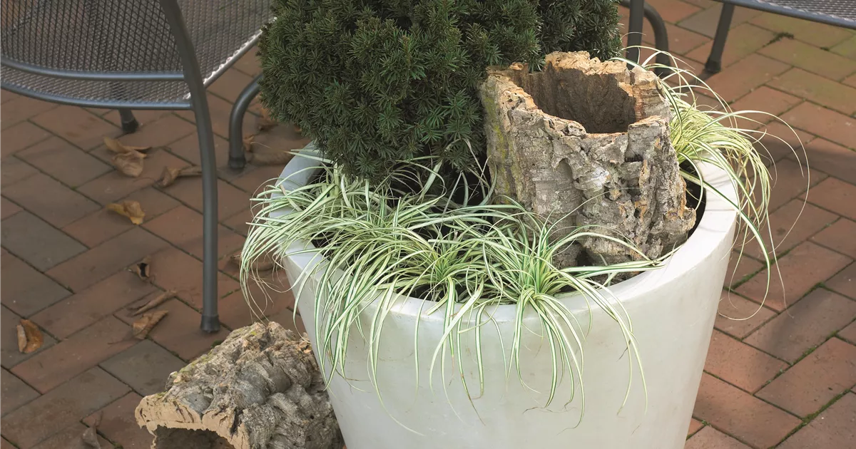Taxus baccata 'Green Diamond', Eibe 'Green Diamond' - GartenBaumschule  Becker