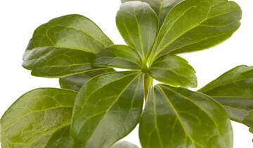 Zum Vergrößern klicken Bildvorschau