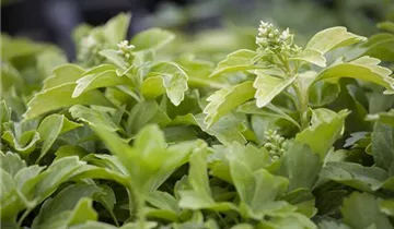 Zum Vergrößern klicken Bildvorschau