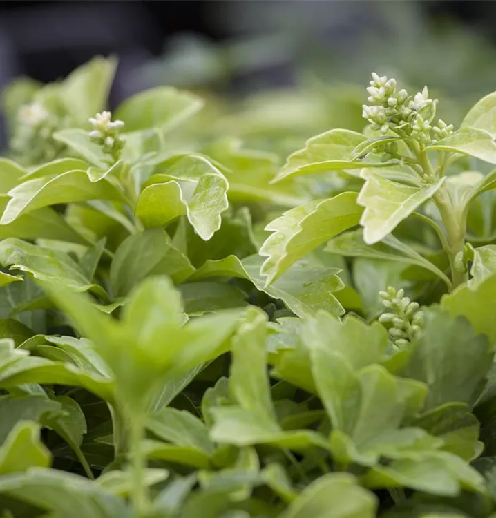 Schattengrün,Dickmännchen Schattengrün,Dickmännchen