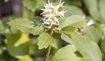 Zum Vergrößern klicken Bildvorschau