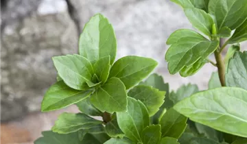 Zum Vergrößern klicken Bildvorschau