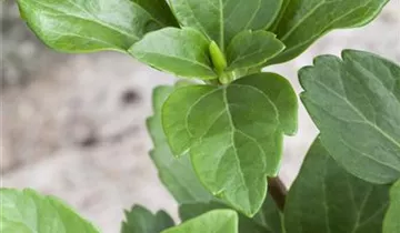 Zum Vergrößern klicken Bildvorschau