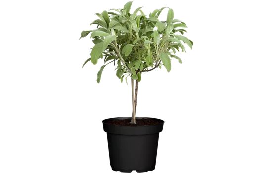Garten-Salbei