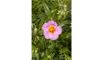 Gartenbaumschule Becker