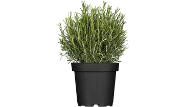 Gartenbaumschule Becker