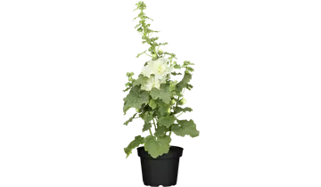 Gartenbaumschule Becker