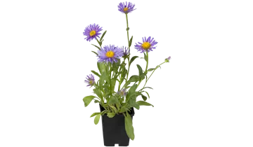 Gartenbaumschule Becker