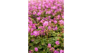 Gartenbaumschule Becker