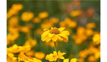 Gartenbaumschule Becker