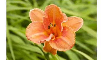 Gartenbaumschule Becker