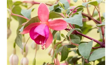 Gartenbaumschule Becker