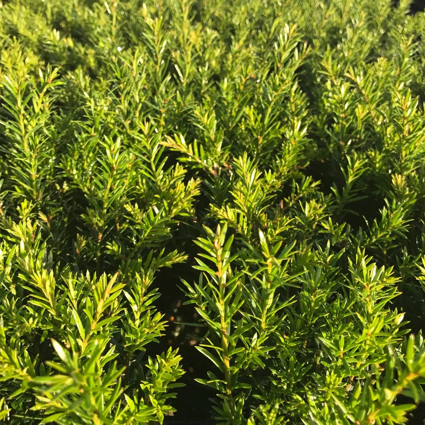 Taxus baccata 'Renke's Kleiner Grüner' -R-