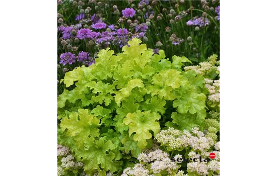 Purpurglöckchen 'Lime Ruffles'