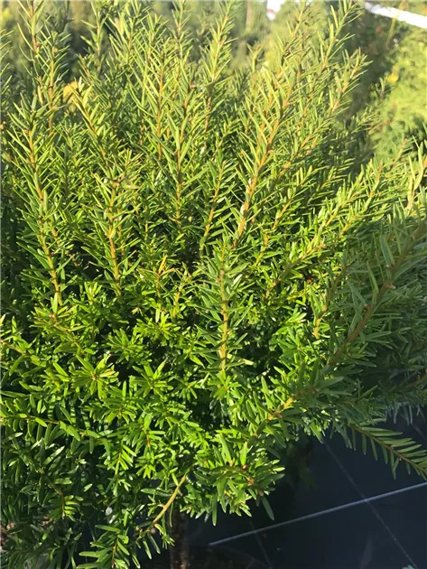 pflanzen von thuja Thuja occidentalis 'Smaragd' Konifere (Lebensbaum) | 150-175 cm Im Topf