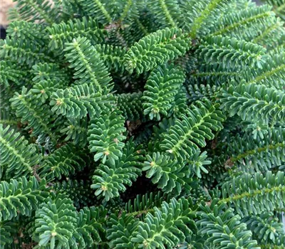 Abies koreana 'Alpin Star'