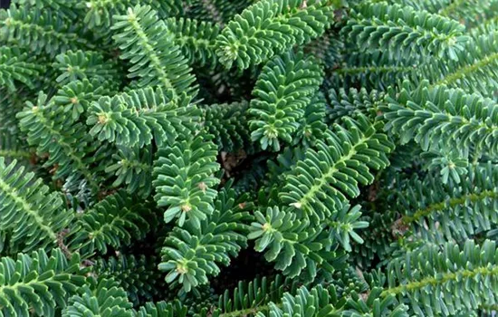 Abies koreana 'Alpin Star'