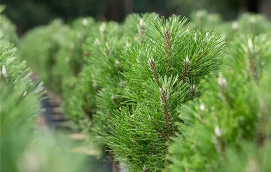 Pinus nigra 'Komet'