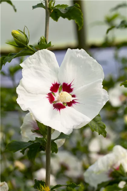 Hibiscus red heart discount