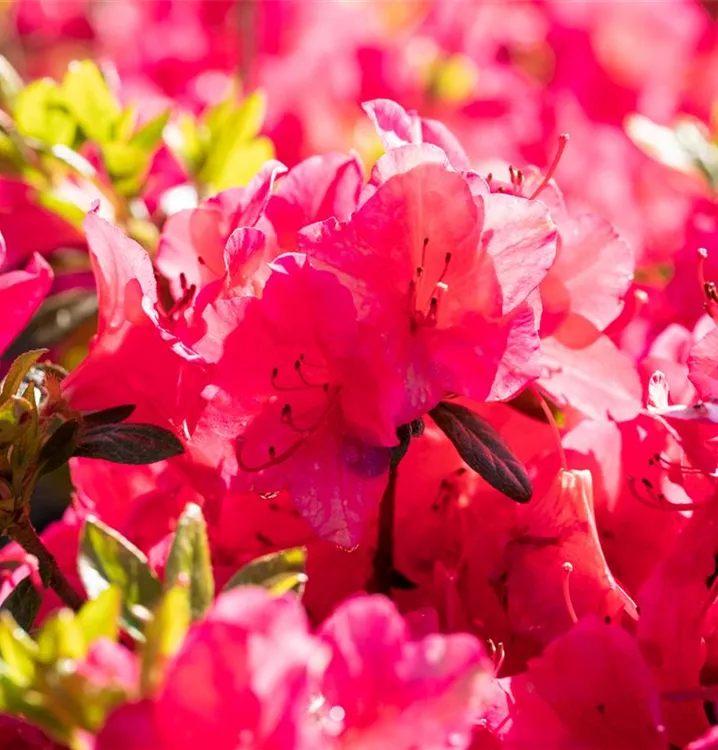 Japanische Azalee 'Georg Arends'