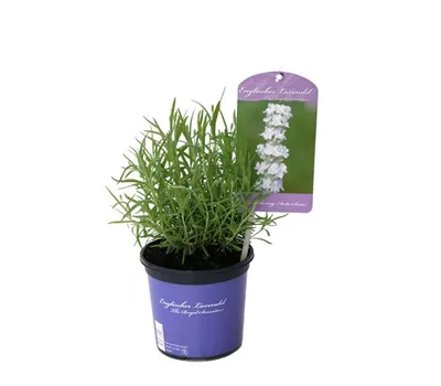 Lavandula ang. 'Arctic Snow' (weiß), 12er Set