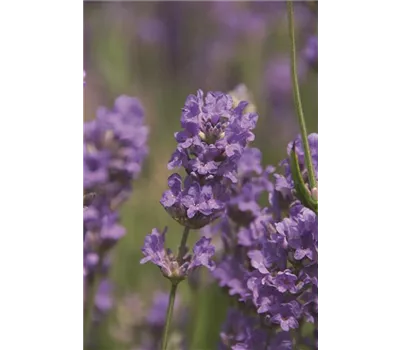 Lavandula ang. 'Cedar Blue' (hellblau), 12er Set